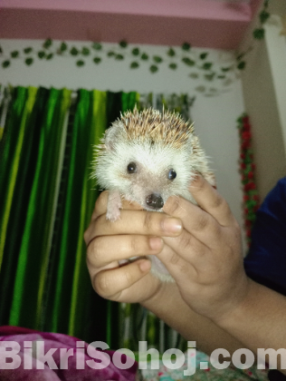 পোষা হেজহগ(Hedgehog) বিক্রি হবে